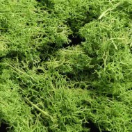 Green Moss