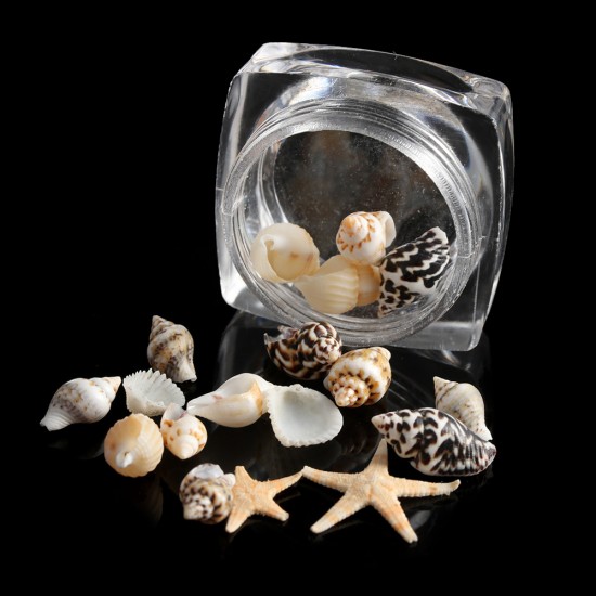 Natural Mini Conch Shells Starfish